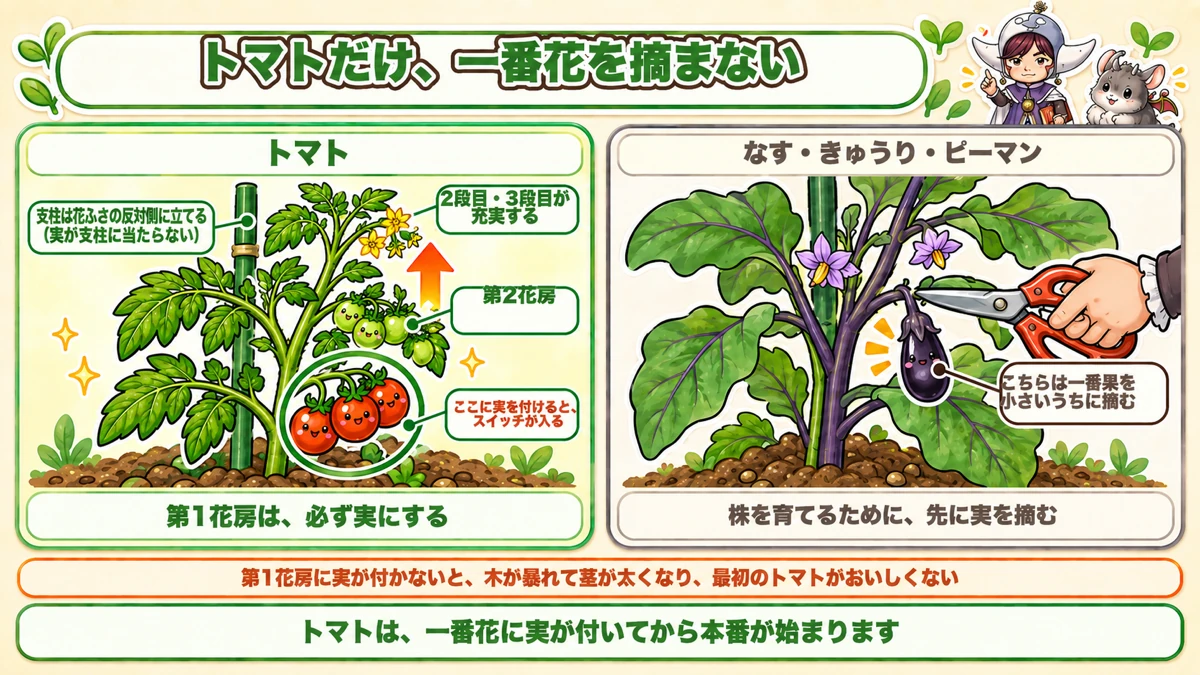 一番花房は実にする