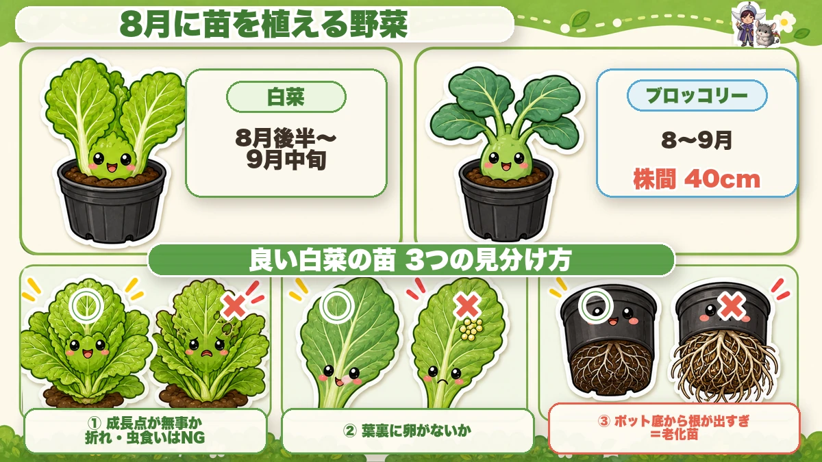 8月に苗を植える野菜と良い苗の選び方