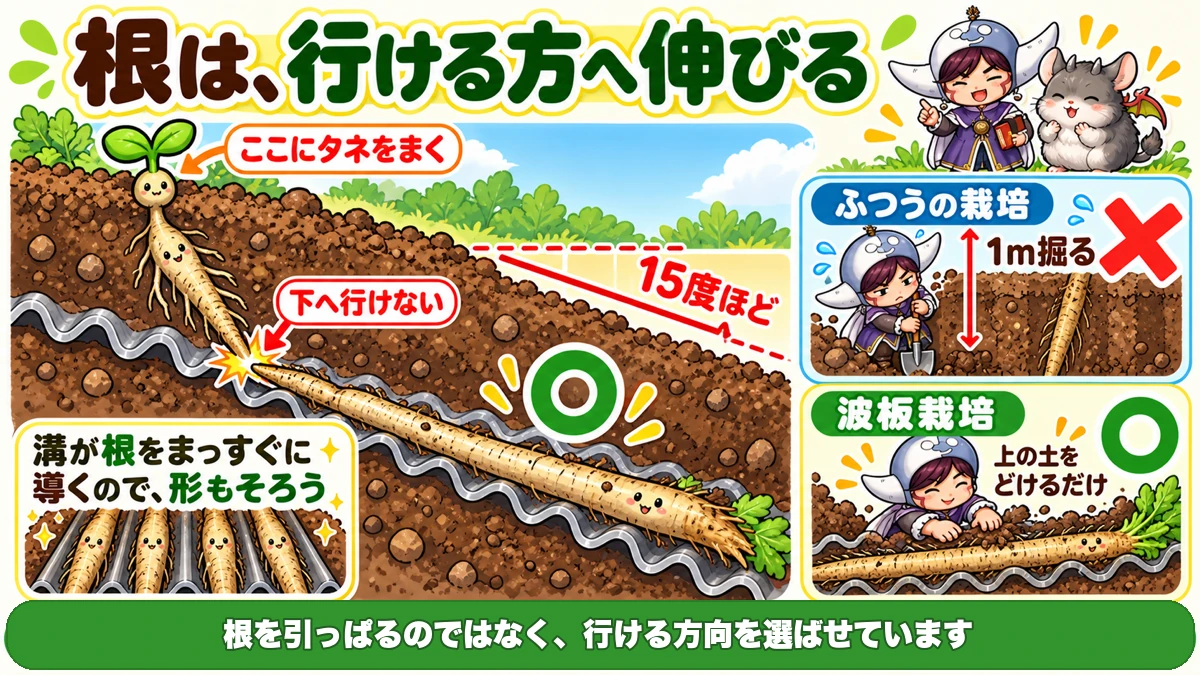 波板栽培のしくみ