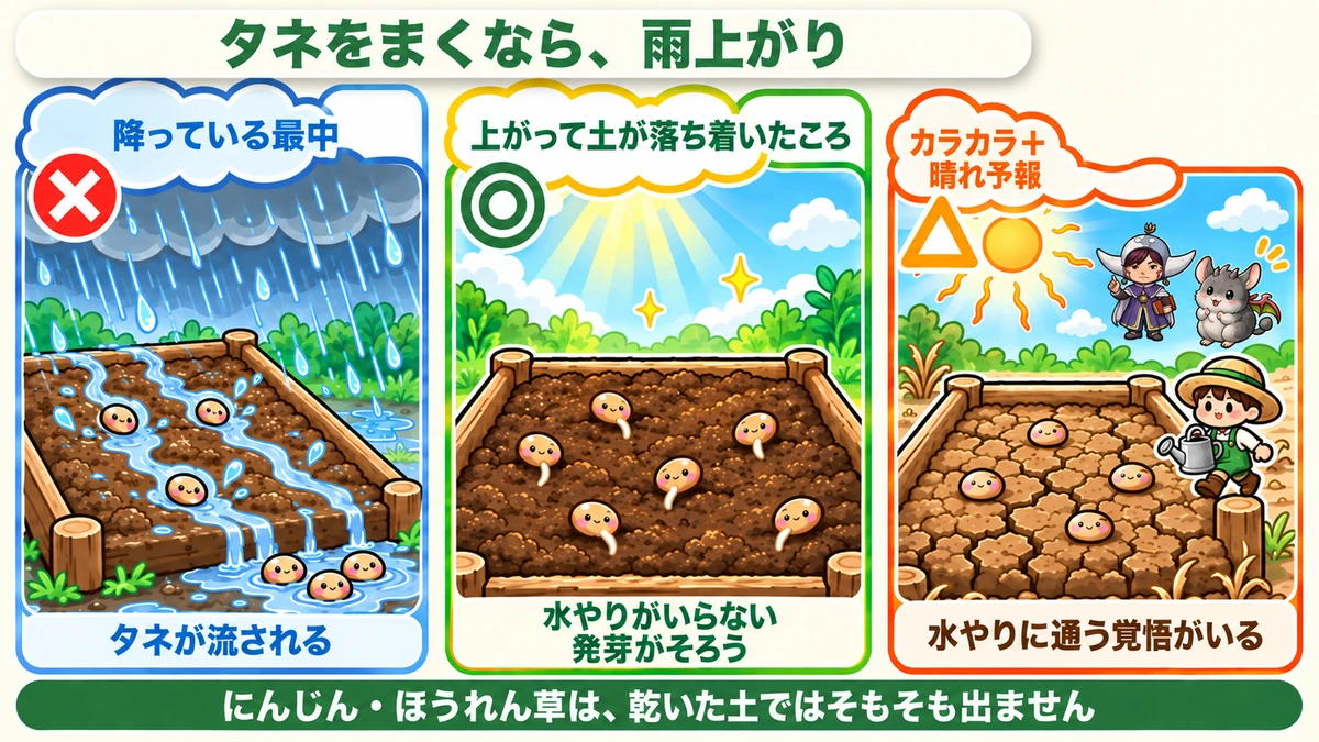 雨とタネまきの三択