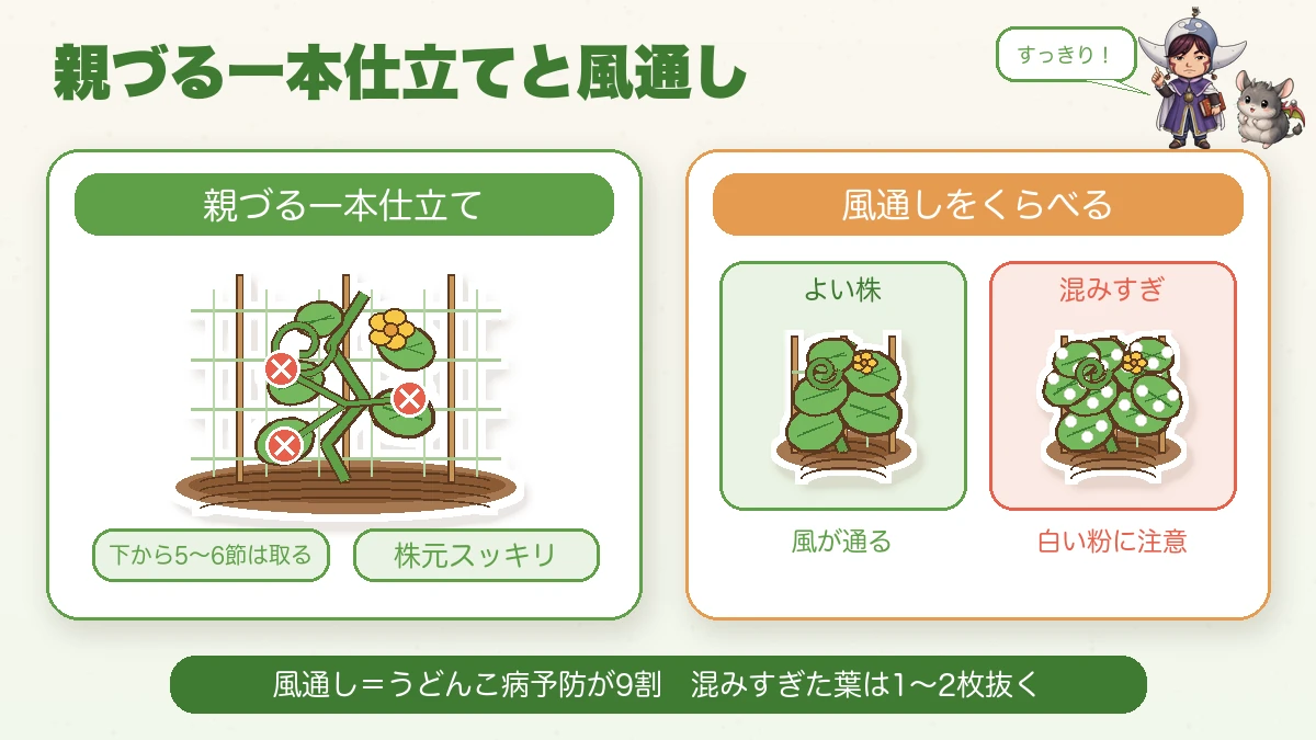 きゅうりの親づる一本仕立て。下から5〜6節までの脇芽・子づる・雌花を取って風通しをよくする