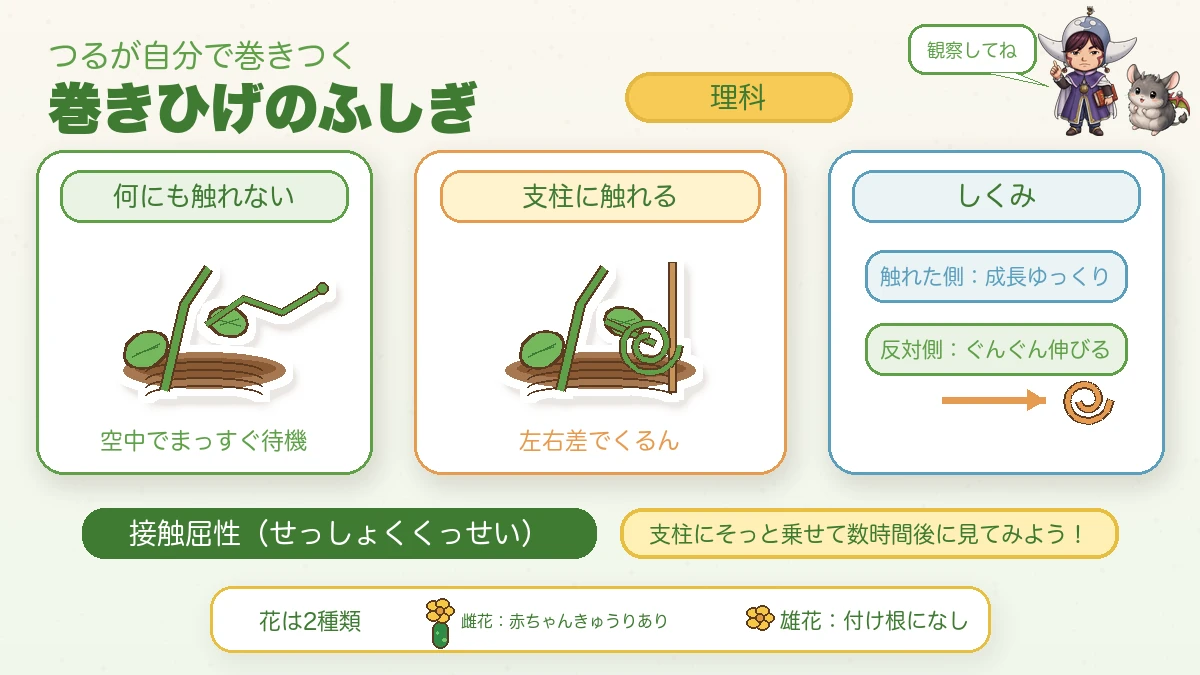 きゅうりの巻きひげと接触屈性。触れた側は伸びず、反対側が伸びて内側へ巻きつく