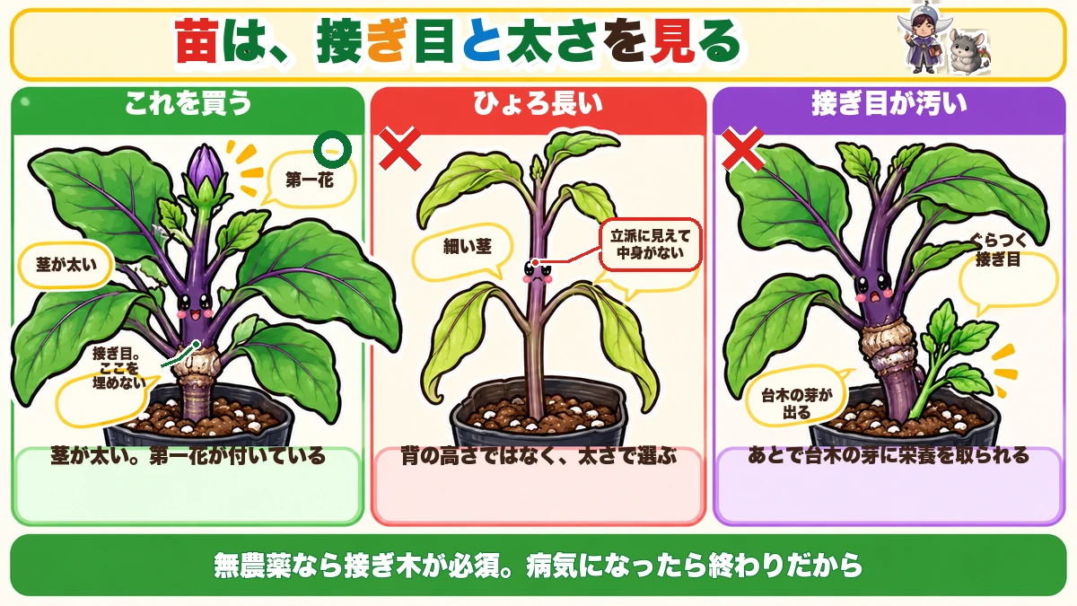 苗の選び方