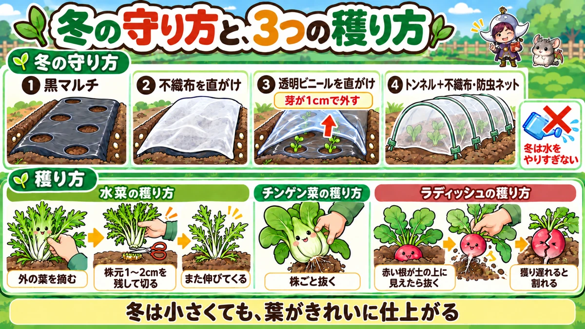 冬の守り方と収穫