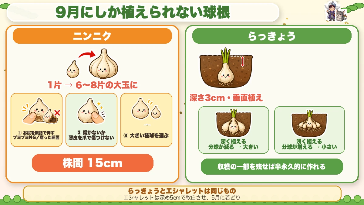 ニンニクとらっきょうの植え方