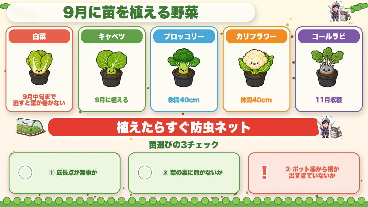 9月に苗で植える野菜と締切