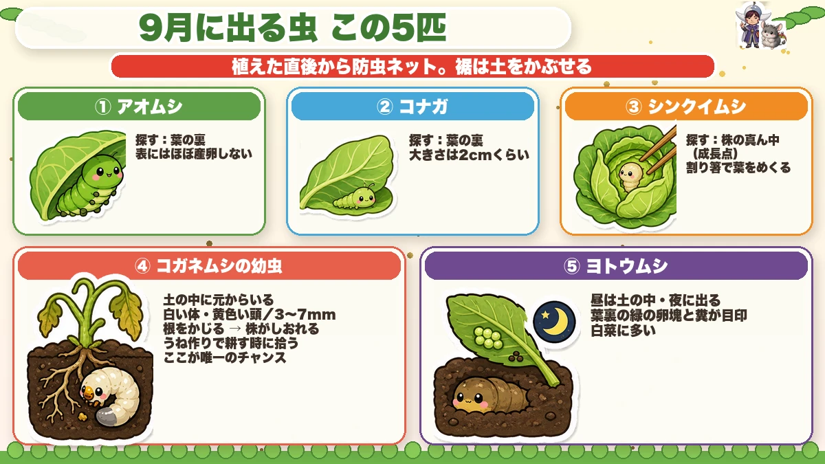 9月に出る害虫5匹と探す場所