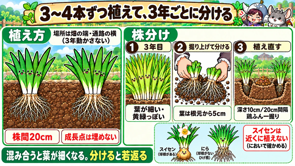 植え方と株分け