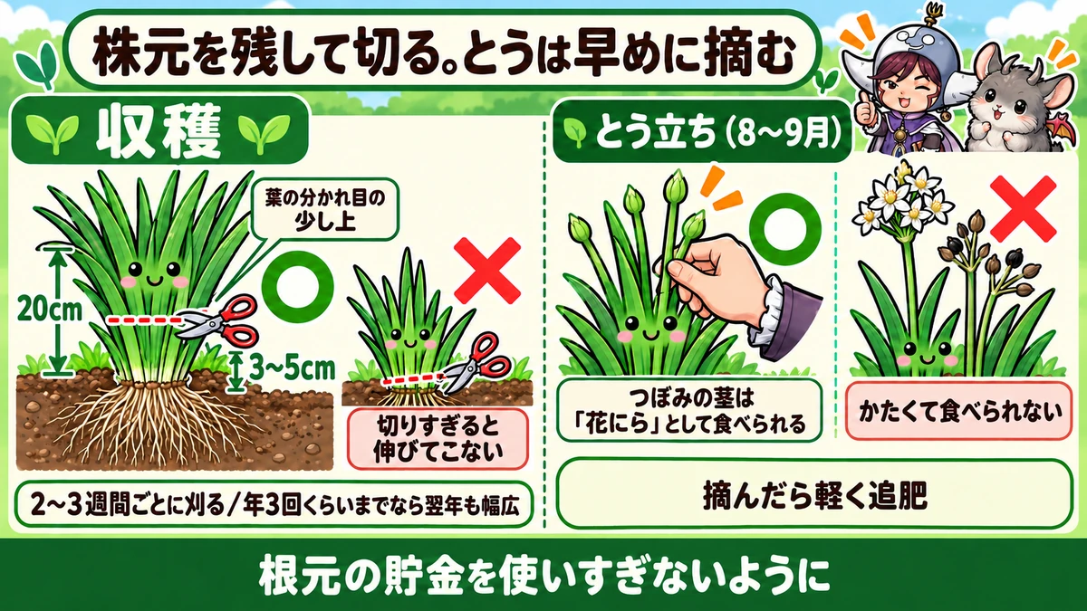 収穫ととう立ち