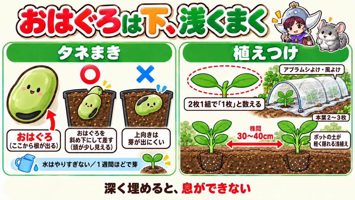 まき方と植えつけ