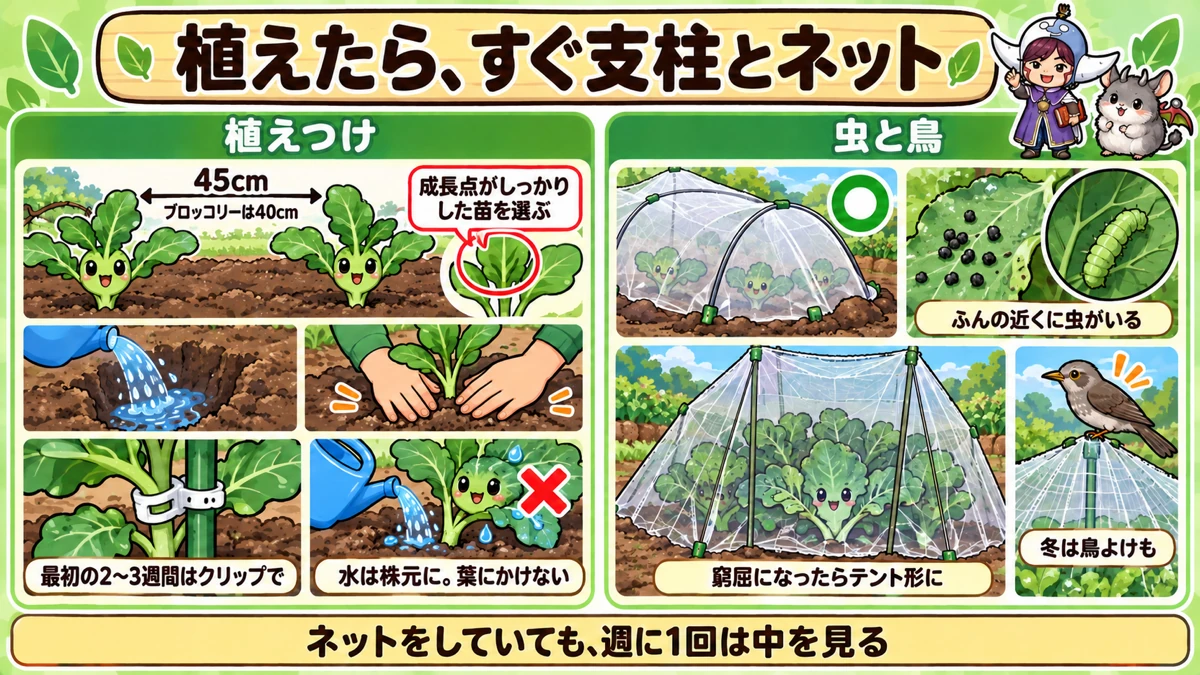 植えつけと虫よけ