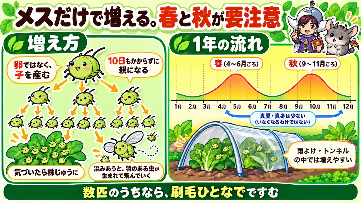増え方と1年