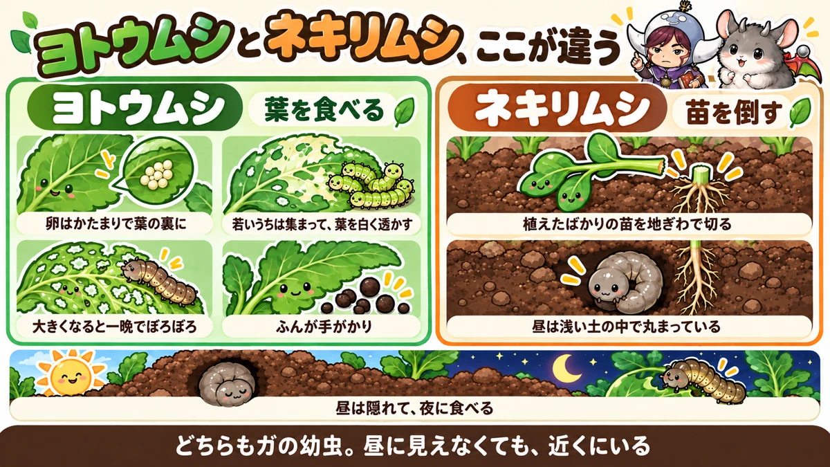 2つの虫の見分け方
