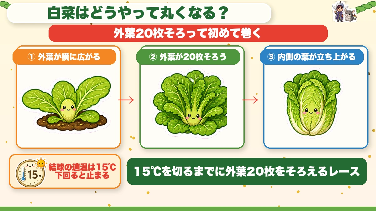 白菜が巻くしくみ 外葉20枚と適温15℃