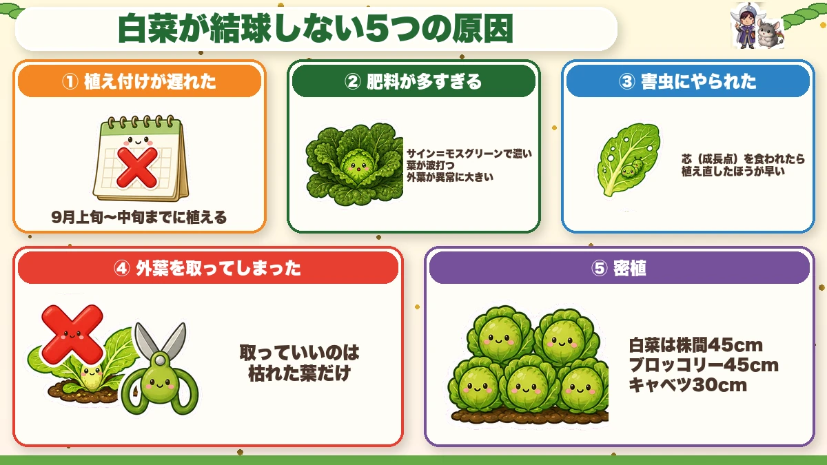 白菜が結球しない5つの原因