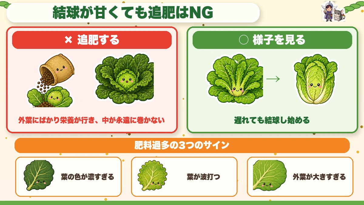 結球が甘くても追肥はNG 肥料過多の3つのサイン