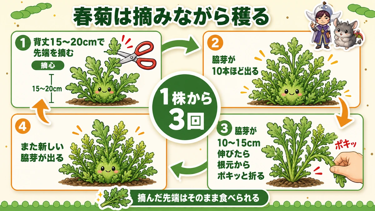 春菊は摘みながら穫る 1株から3回