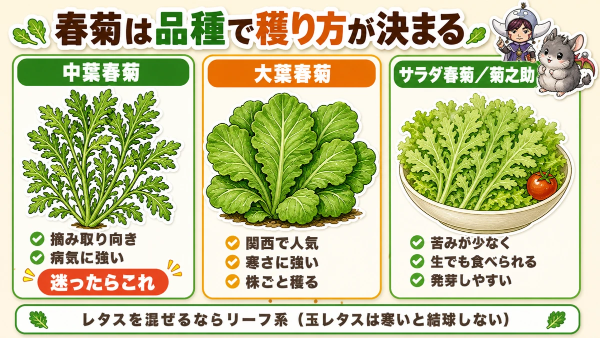 春菊は品種で穫り方が決まる