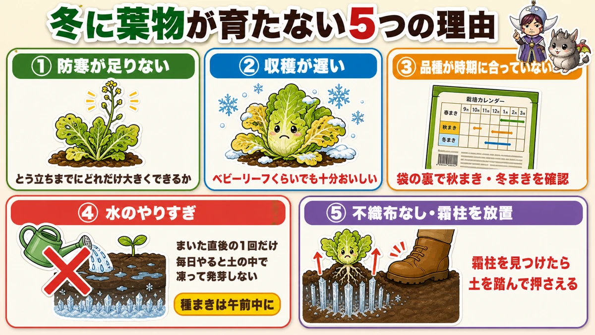 冬に葉物が育たない5つの理由