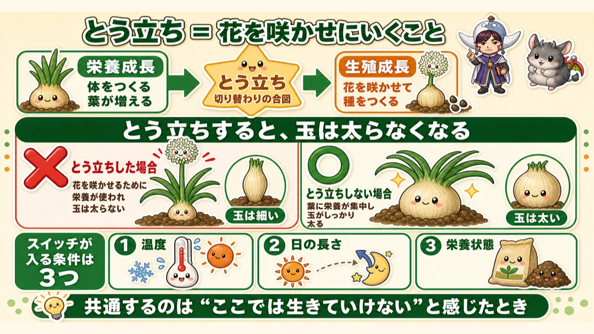 とう立ちのしくみ