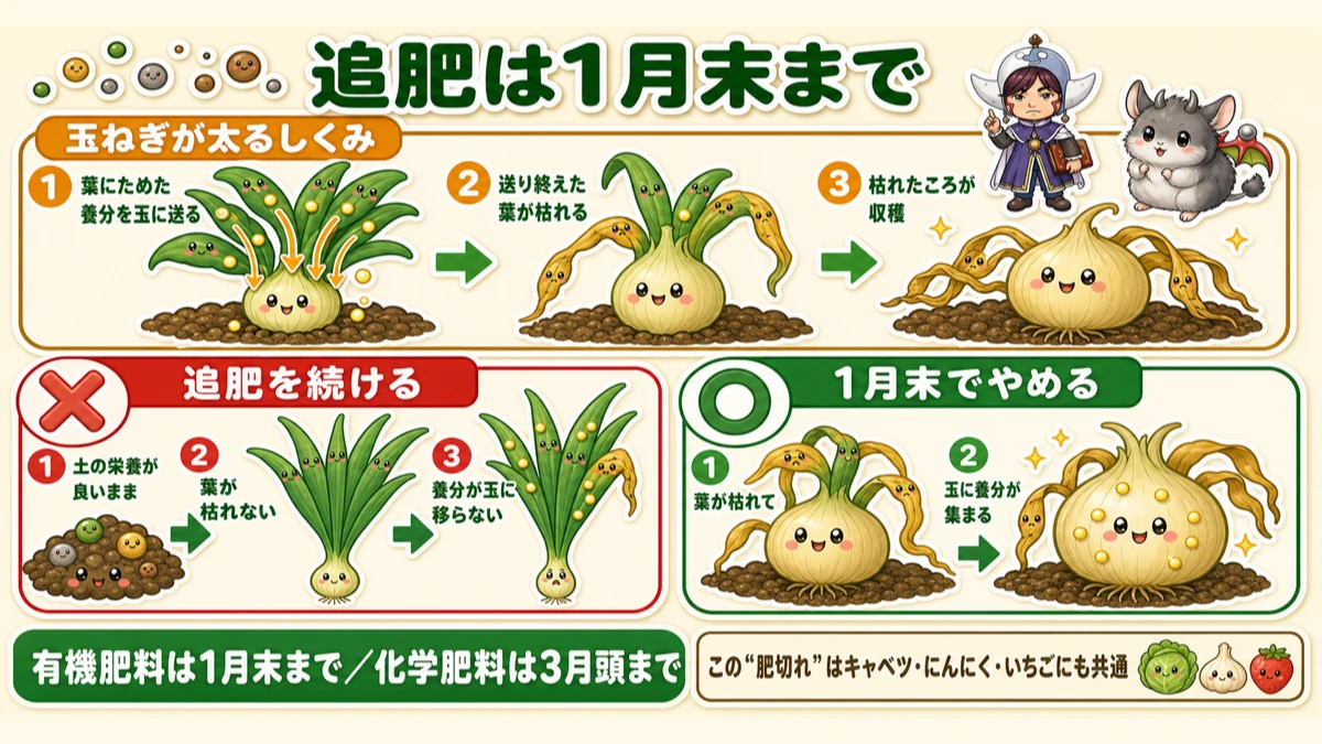 追肥は1月末まで