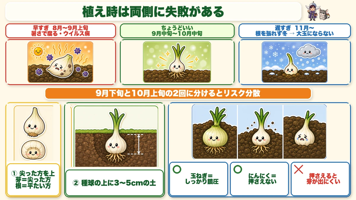 にんにくの植え時と植え方