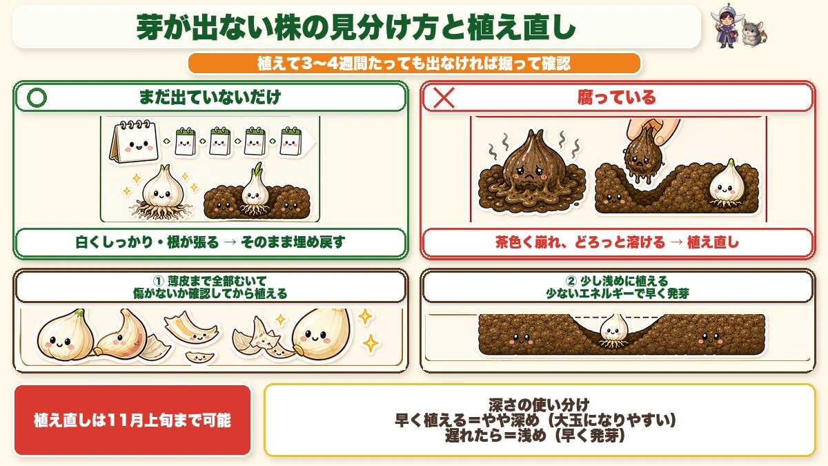 芽が出ない株の見分け方と植え直し