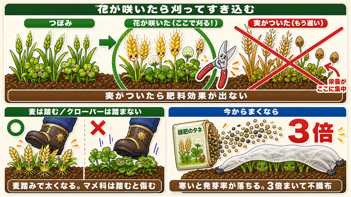 緑肥は花が咲いた段階で刈ってすき込む