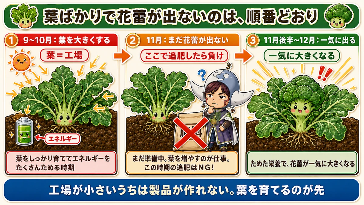 葉を大きくしてから花蕾が一気に出る3コマの流れ