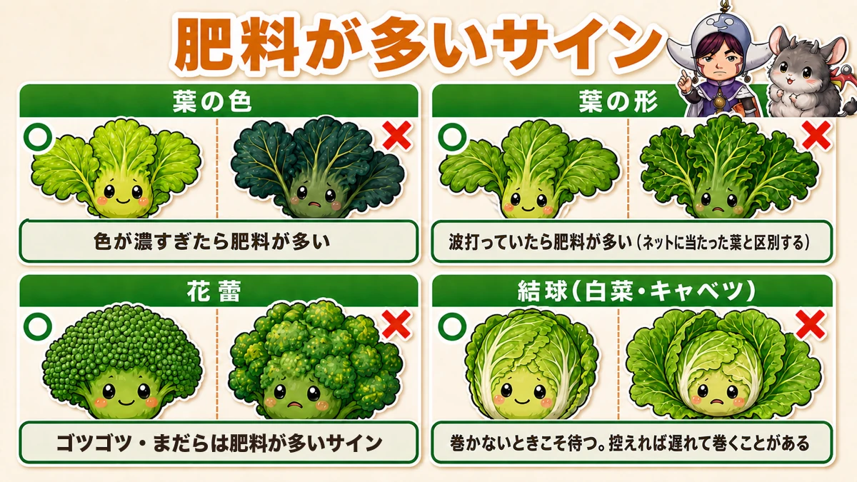 葉の色・葉の形・花蕾・結球で見る肥料過多のサイン