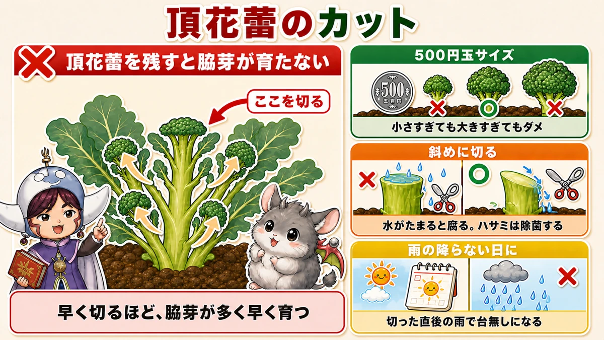 頂花蕾を500円玉サイズで斜めに切る理由