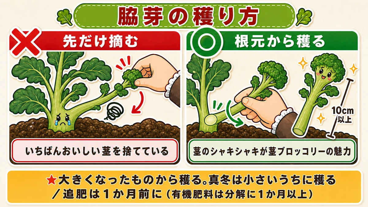 脇芽は先だけ摘まず根元から長く穫る