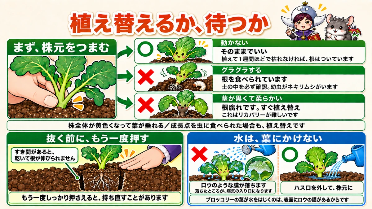 植え付け後1か月