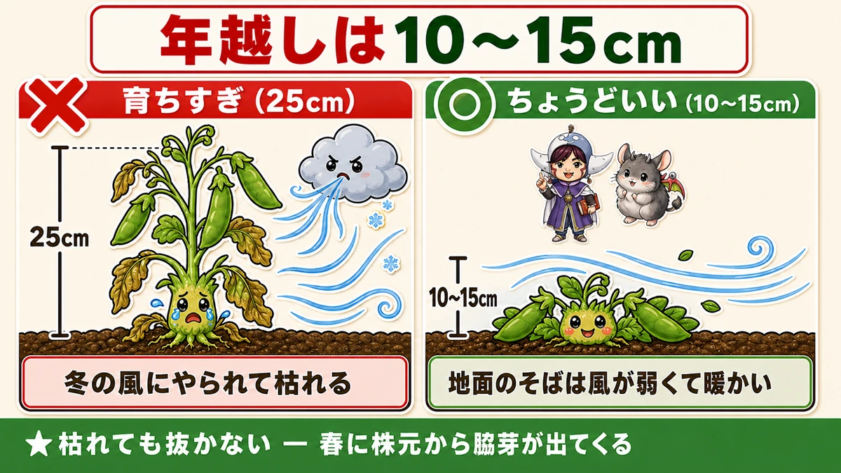育ちすぎた株と、ちょうどいい10〜15cmの株の比較