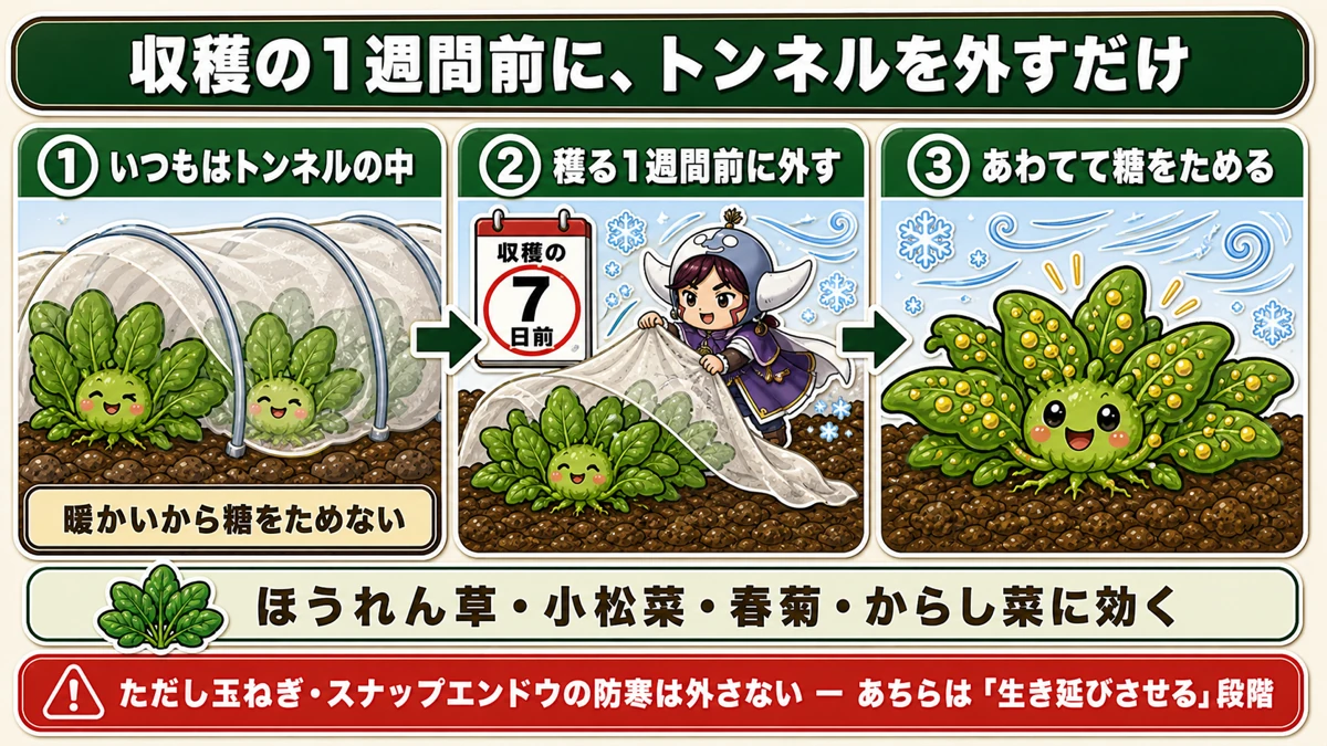収穫の1週間前にトンネルを外す寒締めの手順