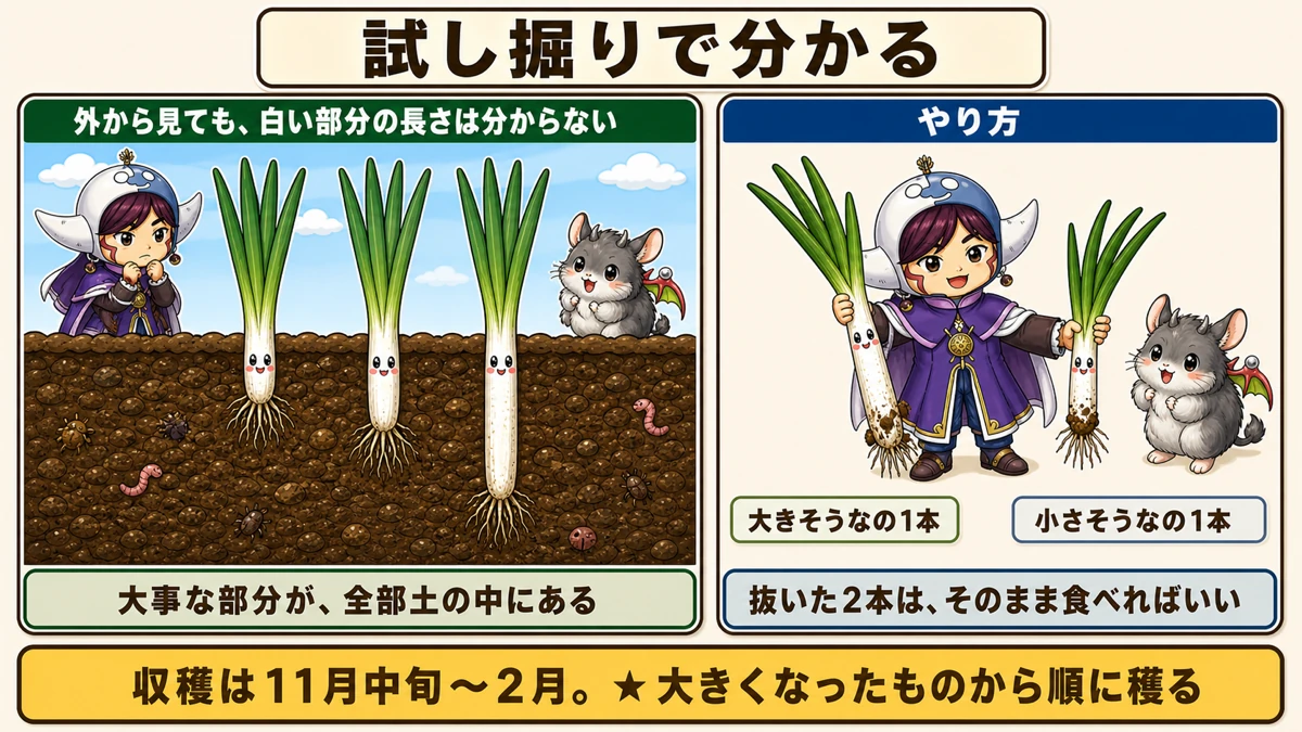 外から白い部分の長さは分からないので試し掘りをする