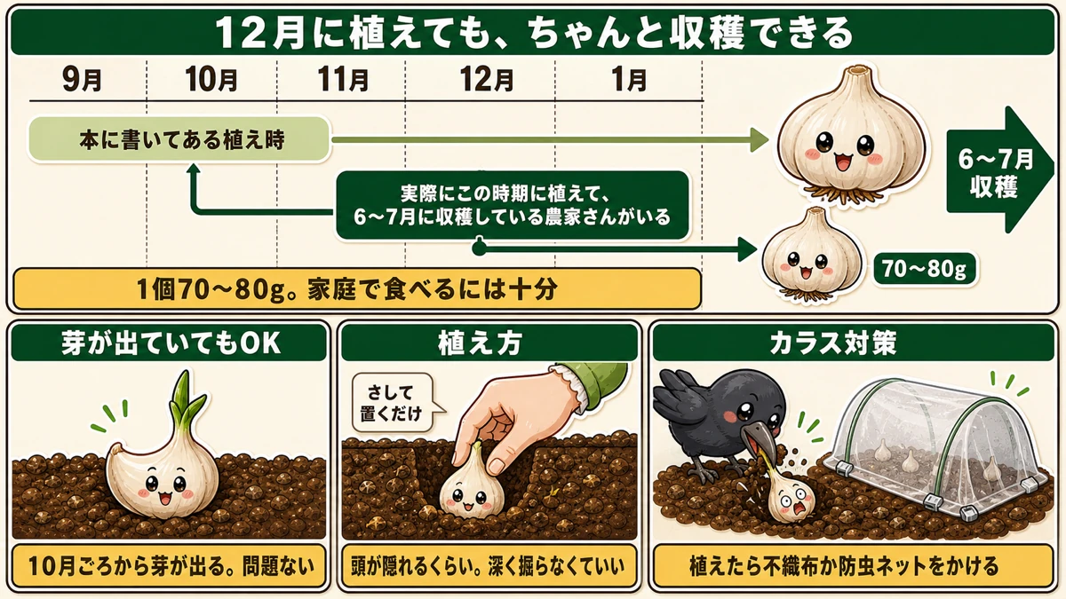 9〜10月と12〜1月の植え時と、収穫の大きさの比較