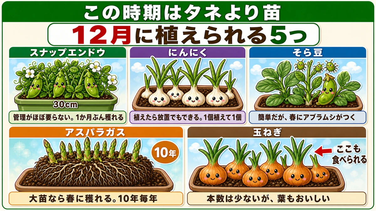 12月にプランターで植えられる5つ