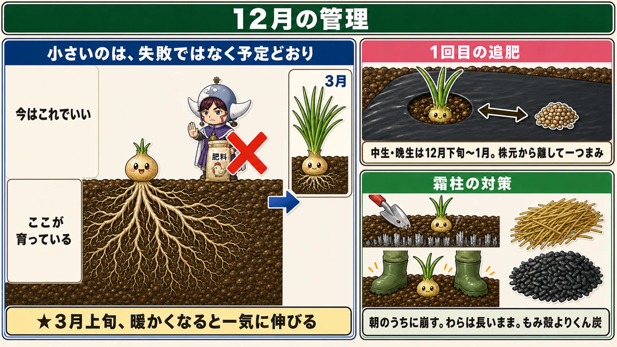 小さくても肥料を足さない、霜柱の対策