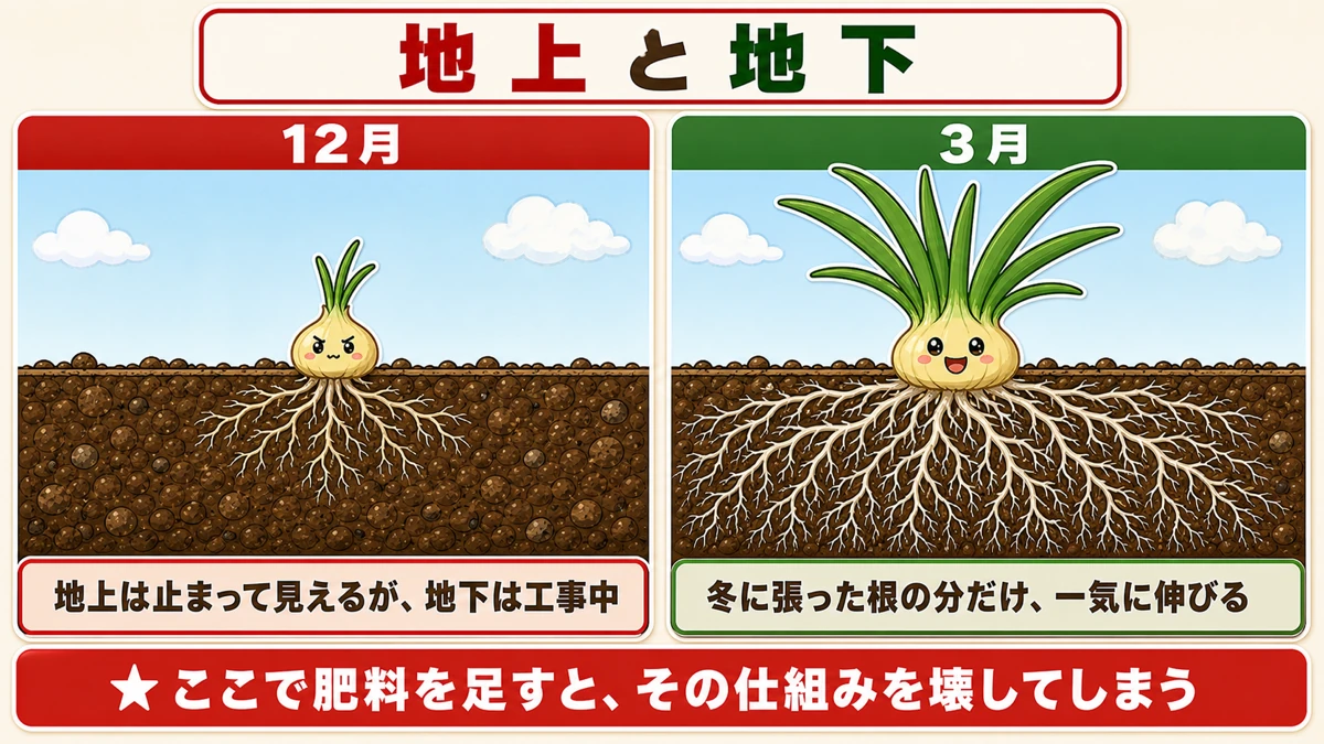 12月と3月の、地上部と根の量の比較