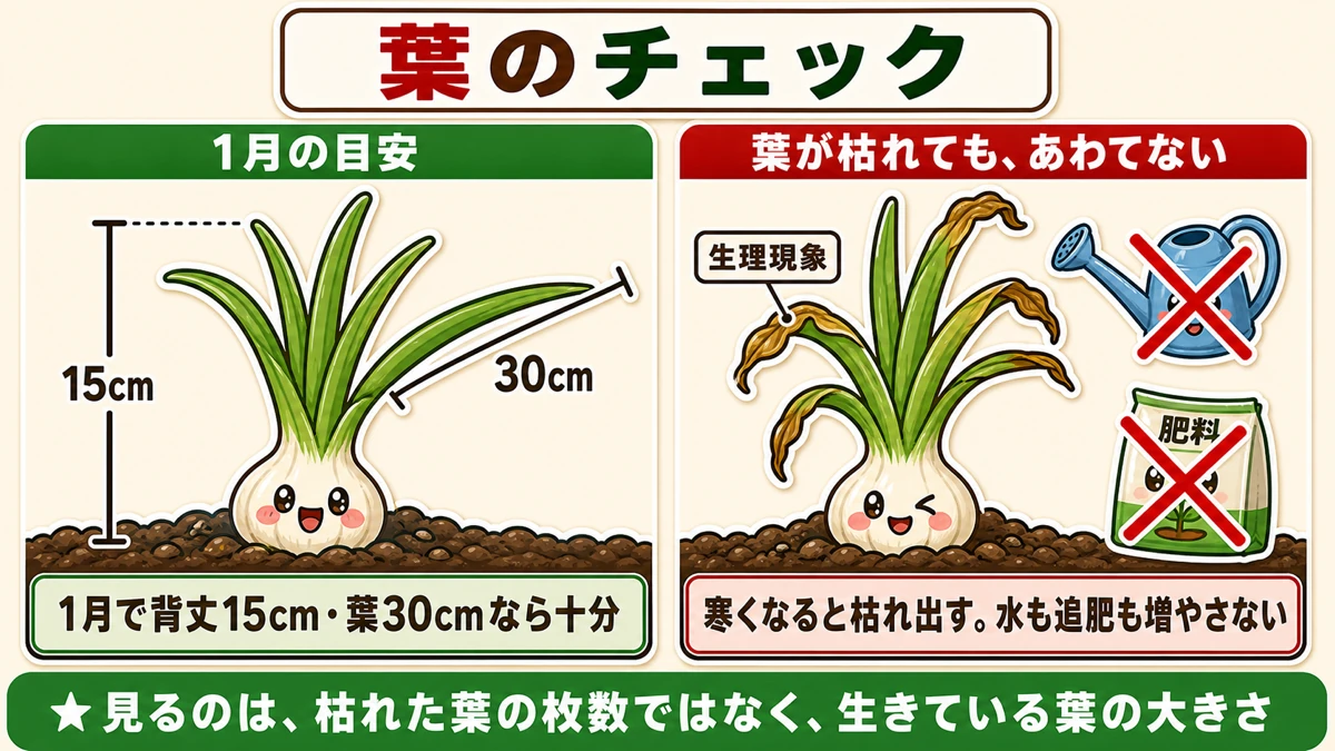 1月の目安は背丈15cm・葉30cm