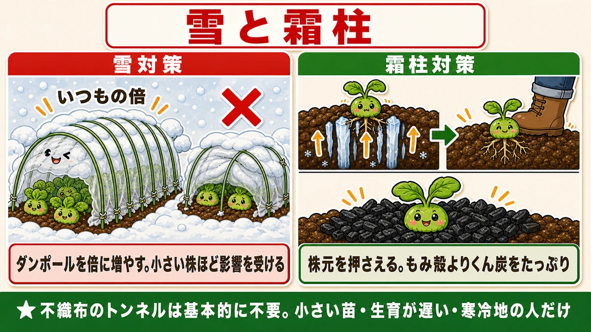 雪はダンポールを倍に、霜柱は株元を押さえる