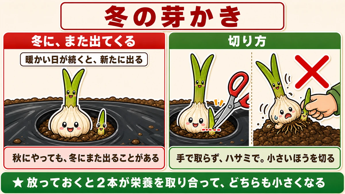 冬にもう一度出てくる芽をハサミで切る