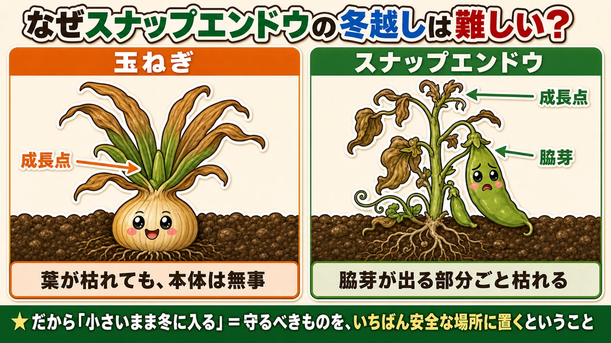 玉ねぎとスナップエンドウの成長点の高さの違い