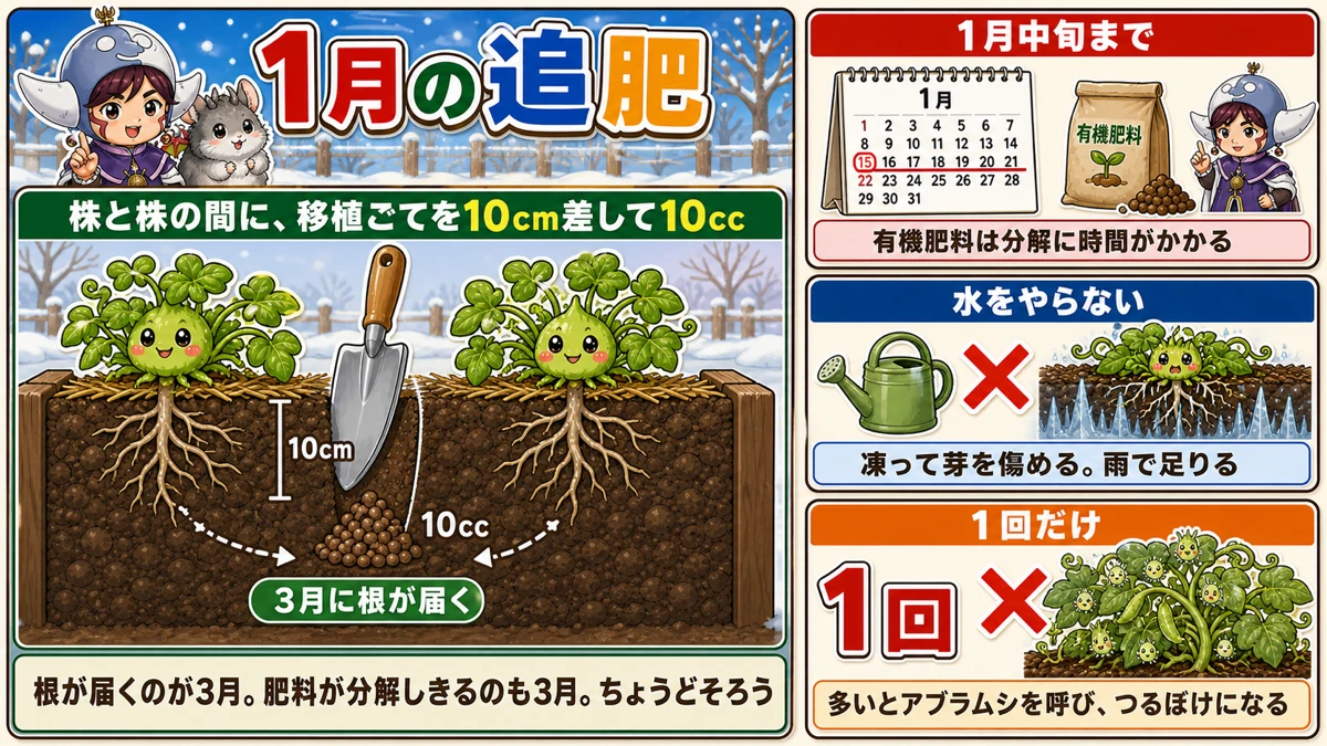 株間10cmに10ccを1回だけ