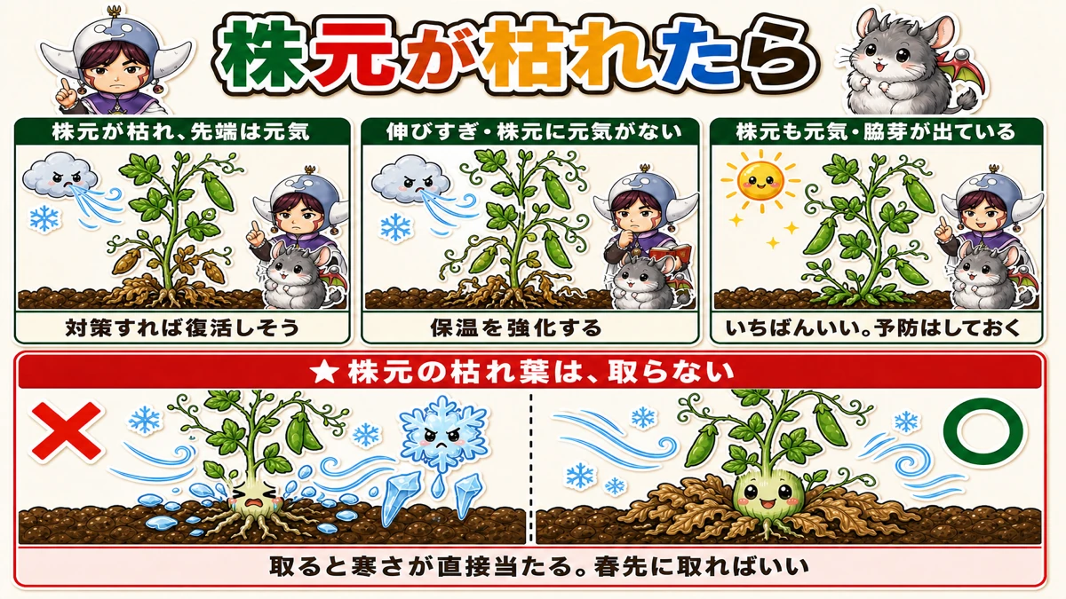 株元が枯れたときの見分け方と、枯れ葉は取らない