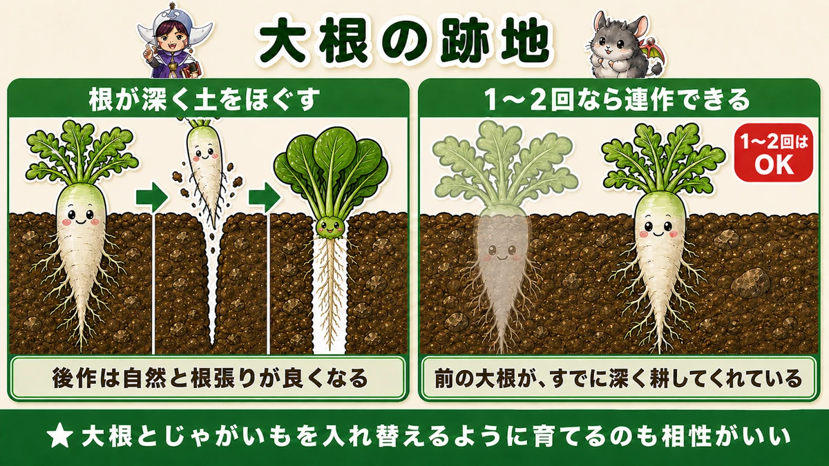 大根の跡地は根張りが良くなり、1〜2回は連作できる