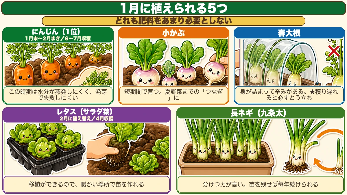 1月に植えられる5つ、にんじんが1位