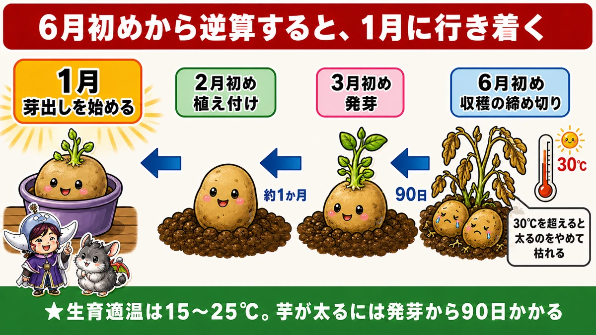6月初めの収穫から逆算して1月の芽出しに行き着く