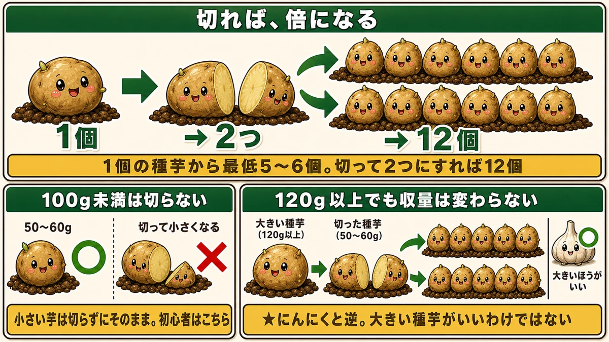 種芋を切ると12個になる仕組みと、100g未満は切らない基準